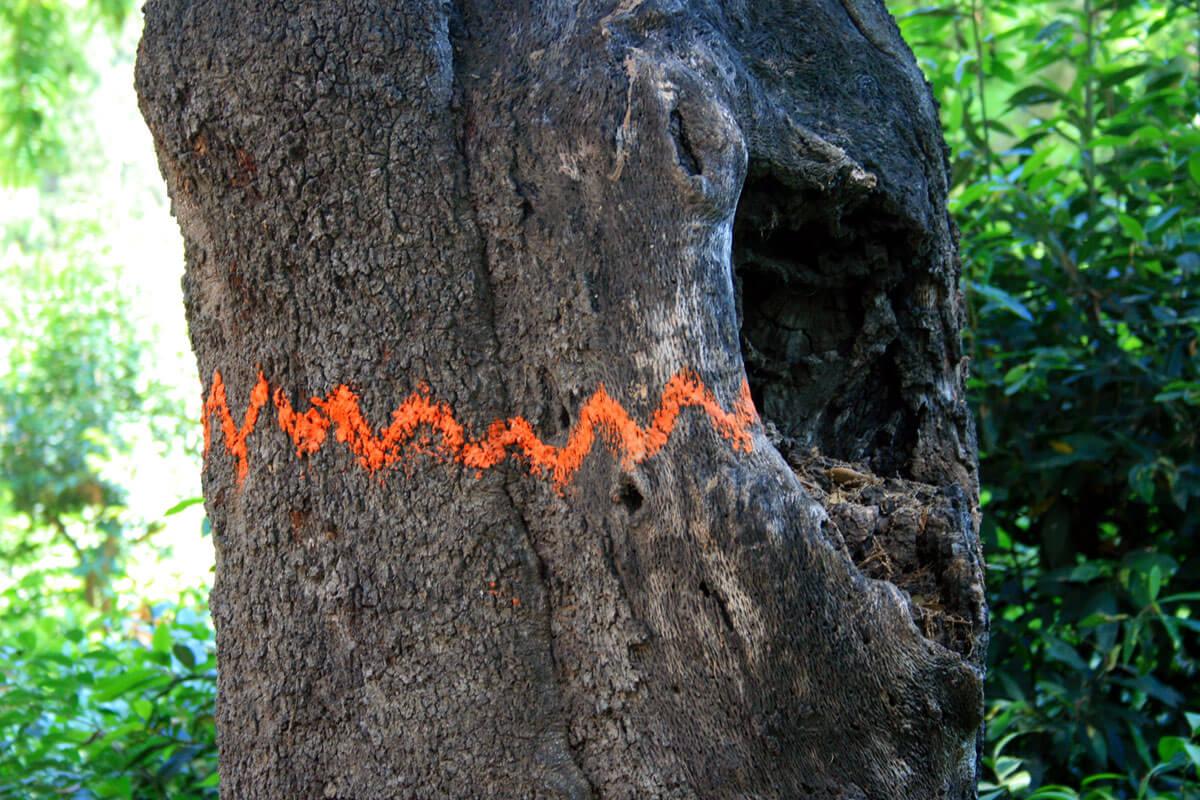 Trees as pathways to self-awareness