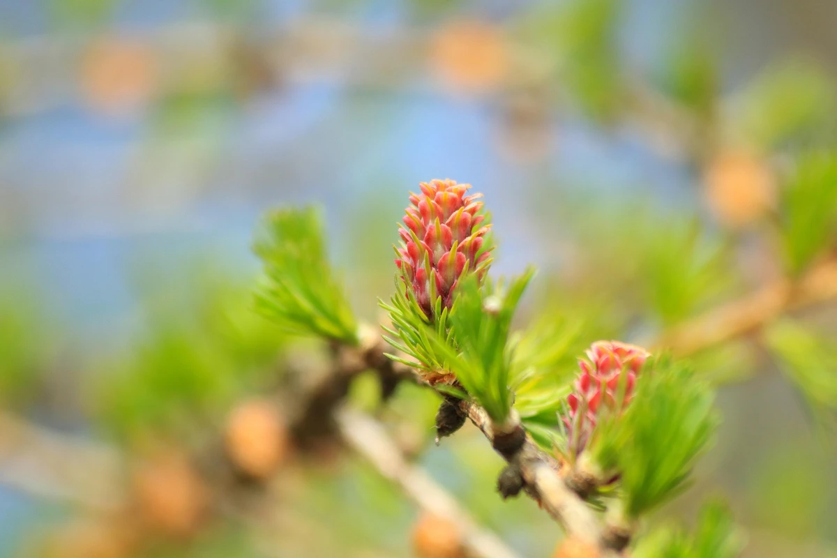 Το μπουμπούκι της καστανιάς προτείνεται σε ανθρώπους που επιθυμούν να διδάσκονται από τα λάθη τους.