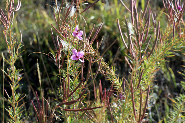 επόμενα βήματα: ομάδα βοτανογνωσίας